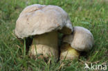 Wortelende boleet (Boletus radicans)