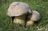 Wortelende boleet (Boletus radicans)