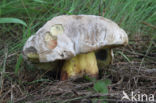 Boletus radicans