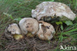 Wortelende boleet (Boletus radicans)