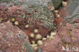 Common Limpet (Patella vulgata)