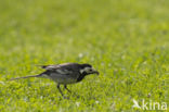 Pied Wagtail (Motacilla yarrellii)