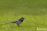 Pied Wagtail (Motacilla yarrellii)