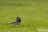Pied Wagtail (Motacilla yarrellii)