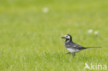 Pied Wagtail (Motacilla yarrellii)