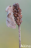 Oranje wortelboorder (Triodia sylvina)