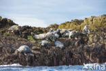 Grey Seal (Halichoerus grypus)