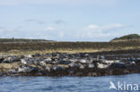 Grey Seal (Halichoerus grypus)