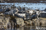 Grey Seal (Halichoerus grypus)