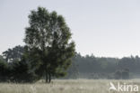 common juniper (Juniperus communis)