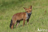 Fox (Vulpes vulpes)