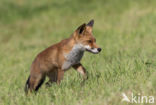 Fox (Vulpes vulpes)