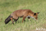 Fox (Vulpes vulpes)