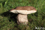 Harde populierboleet (Leccinum duriusculum)