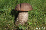 Harde populierboleet (Leccinum duriusculum)