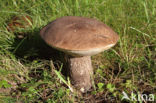 Harde populierboleet (Leccinum duriusculum)