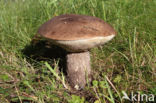 Harde populierboleet (Leccinum duriusculum)