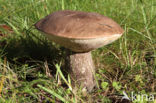 Leccinum duriusculum