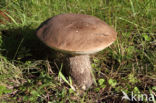 Leccinum duriusculum