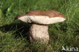 Harde populierboleet (Leccinum duriusculum)