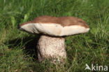 Harde populierboleet (Leccinum duriusculum)