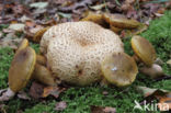 Parasitic Bolete (Boletus parasiticus)