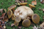 Parasitic Bolete (Boletus parasiticus)