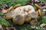 Parasitic Bolete (Boletus parasiticus)