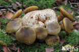 Kostgangerboleet (Boletus parasiticus)