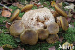 Parasitic Bolete (Boletus parasiticus)