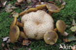 Kostgangerboleet (Boletus parasiticus)