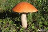 Rosse populierboleet (Leccinum rufum)