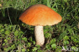 Aspen mushroom (Leccinum rufum)