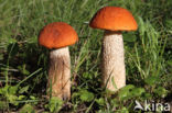 Rosse populierboleet (Leccinum rufum)