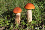 Aspen mushroom (Leccinum rufum)