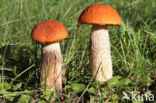 Rosse populierboleet (Leccinum rufum)