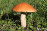 Rosse populierboleet (Leccinum rufum)