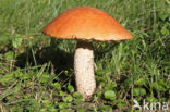 Rosse populierboleet (Leccinum rufum)