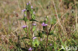 Veldgentiaan (Gentianella campestris)