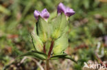 Veldgentiaan (Gentianella campestris)