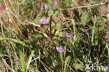 Veldgentiaan (Gentianella campestris)