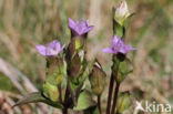 Veldgentiaan (Gentianella campestris)