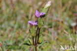 Veldgentiaan (Gentianella campestris)