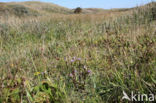 Veldgentiaan (Gentianella campestris)