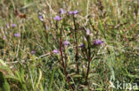 Veldgentiaan (Gentianella campestris)