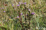 Veldgentiaan (Gentianella campestris)