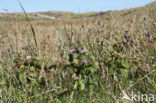 Veldgentiaan (Gentianella campestris)