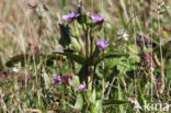 Field Gentian (Gentianella campestris)