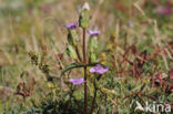 Field Gentian (Gentianella campestris)