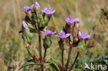 Field Gentian (Gentianella campestris)